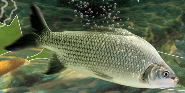 Piracema tem início com proibição de pesca no rio...