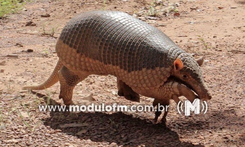 Moradora se assusta com tatu em residência e aciona...