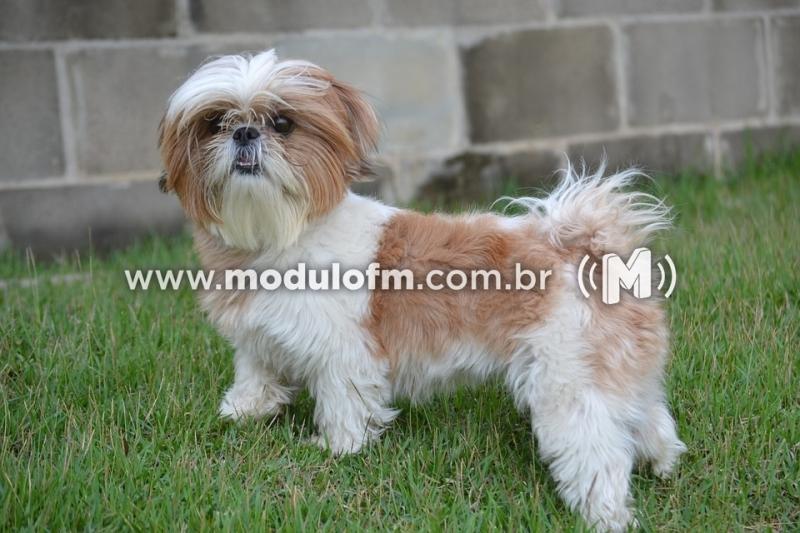 Cachorro fica preso dentro de cano e é salvo...
