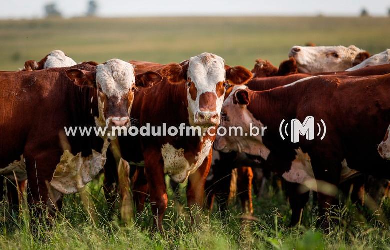 INDICADORES: Quinta-feira (27) com alta no preço do boi...