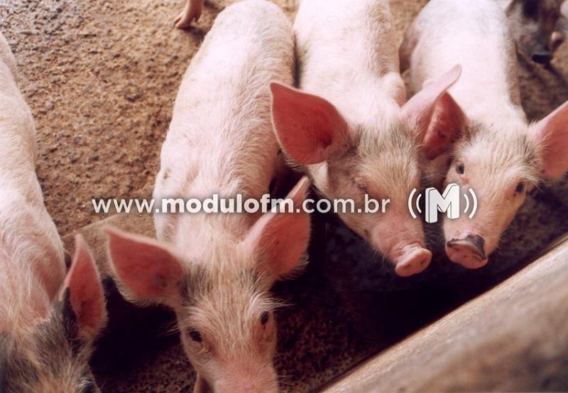 Senecavírus A em granjas de suínos aumenta vigilância a...
