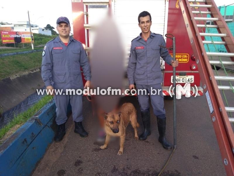 Cachorro fica preso em avenida sanitária e é salvo...