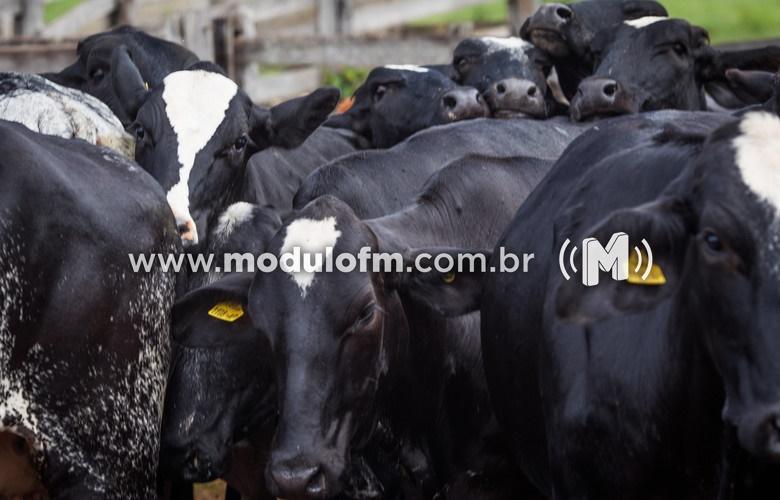INDICADORES: Alta no preço do boi gordo nesta terça-feira...