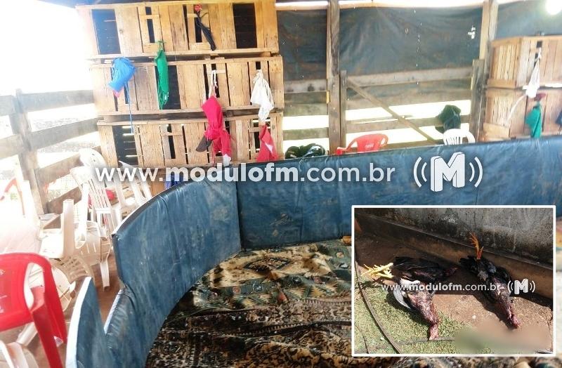 Mais de 50 pessoas são presas em rinha de...