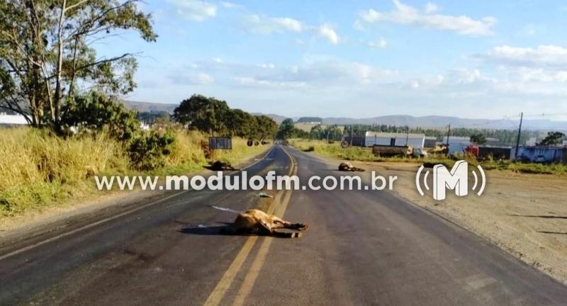 Cavalos são encontrados mortos às margens da MG-230 em...