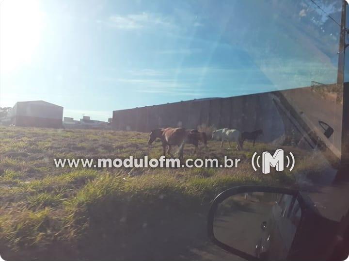 Moradores registram grande quantidade de animais soltos nas proximidades...