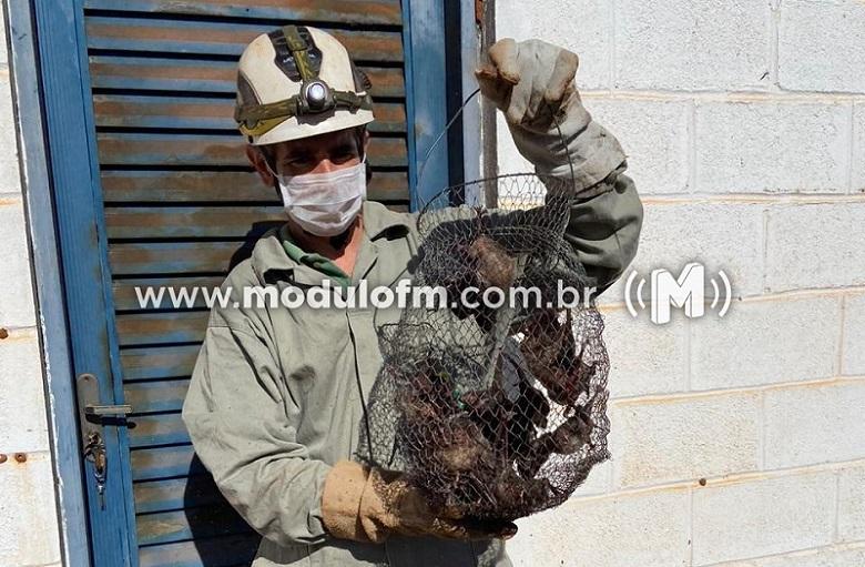 IMA alerta produtores e sociedade sobre riscos da raiva...