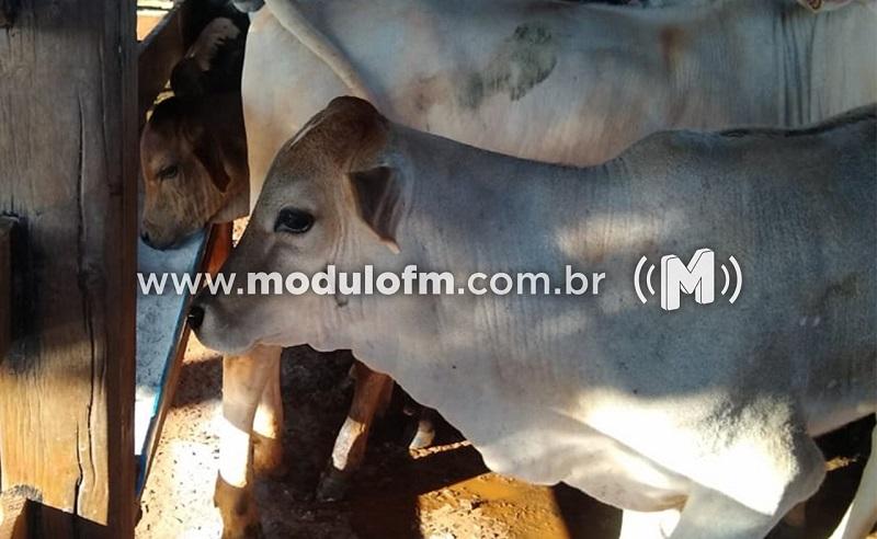 IMA alerta para a vacinação contra a brucelose no...