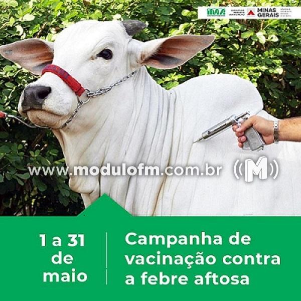 Período de vacinação contra febre aftosa já teve início...