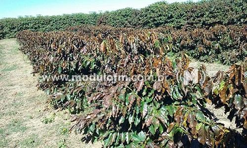 Autoridades e produtores alegam não terem recebido ajuda prometida...