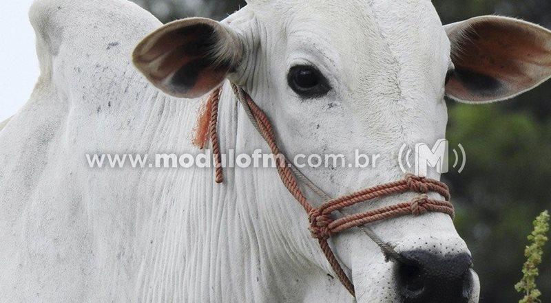 Vacinação contra febre aftosa começa no dia 1º de...