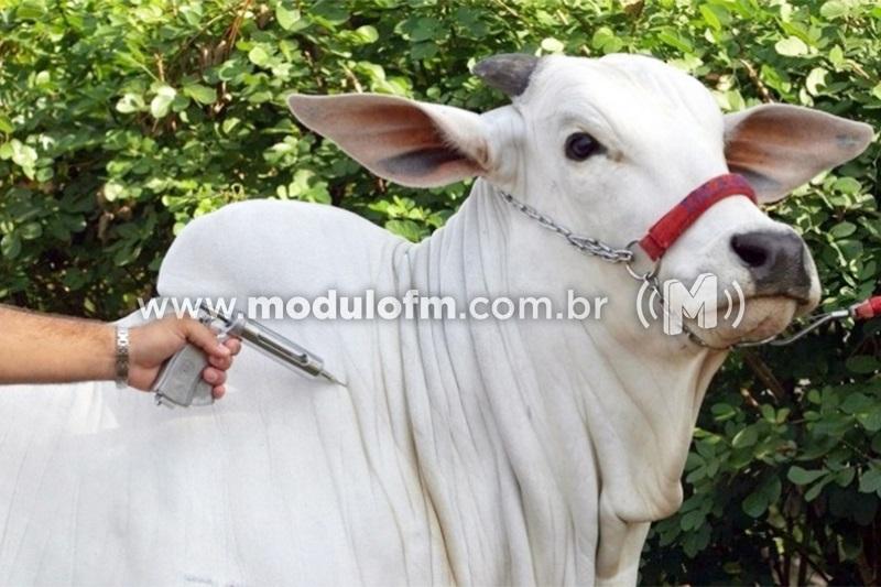 Primeira etapa da imunização contra a febre aftosa em...