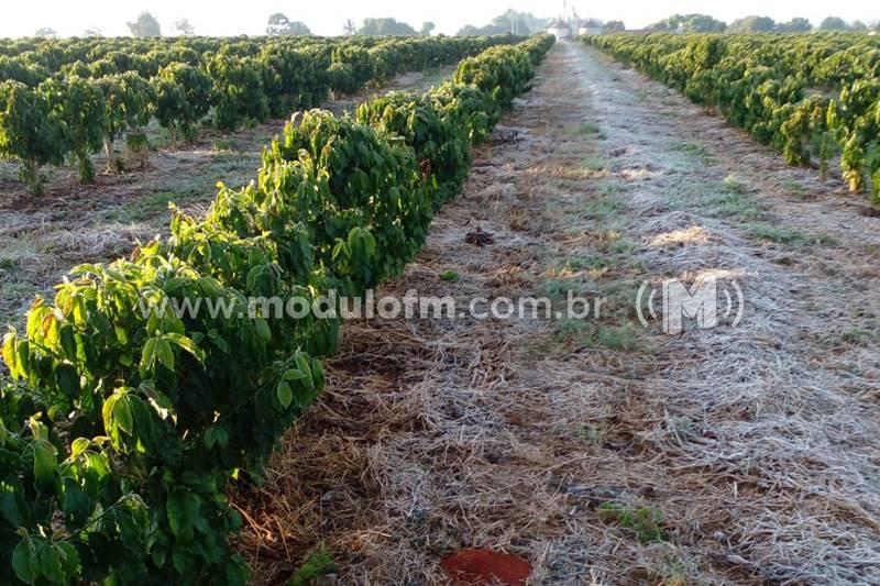 Secretaria de Agricultura fará levantamento da extensão da geada...