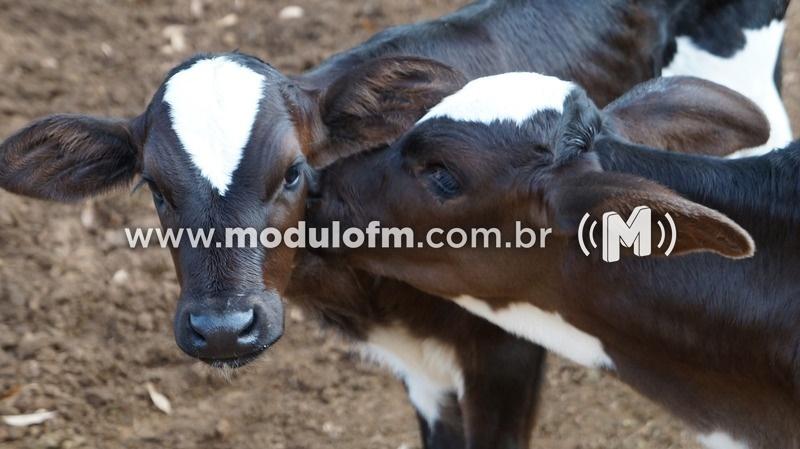 Prazo para vacinar contra brucelose em Minas Gerais termina...