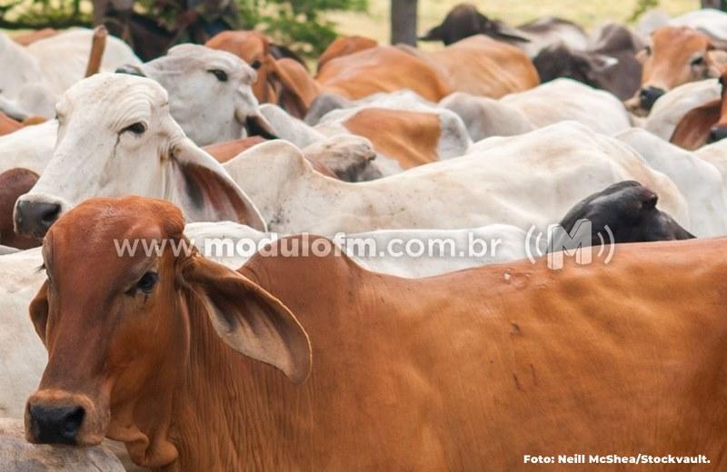 Vacinação contra a febre aftosa começa nessa terça-feira (1º)...