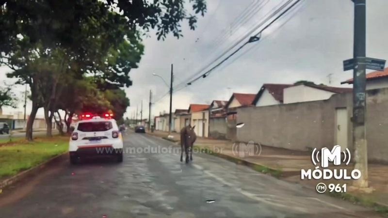 Cavalos soltos em vias públicas serão recolhidos e doados...