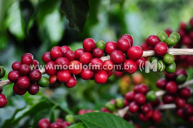 Minas fecha ano com desempenho recorde de US$ 14,1...