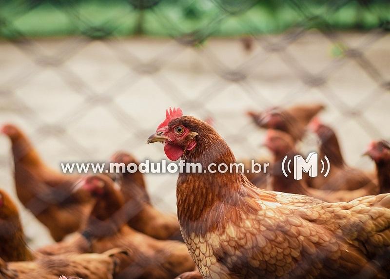 IMA publica portaria que impede aglomeração de aves em...