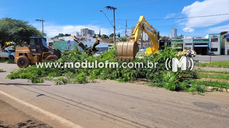 Secretário explica paralisação no corte de árvores da avenida...