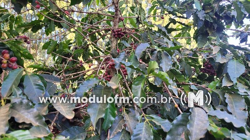 Fazenda Experimental da EPAMIG inicia comercialização de sementes de...