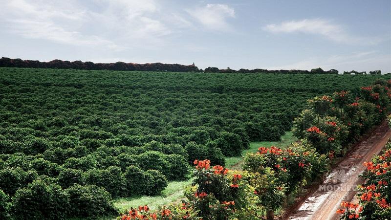 Rota Turística do Café do Cerrado Mineiro será lançada...