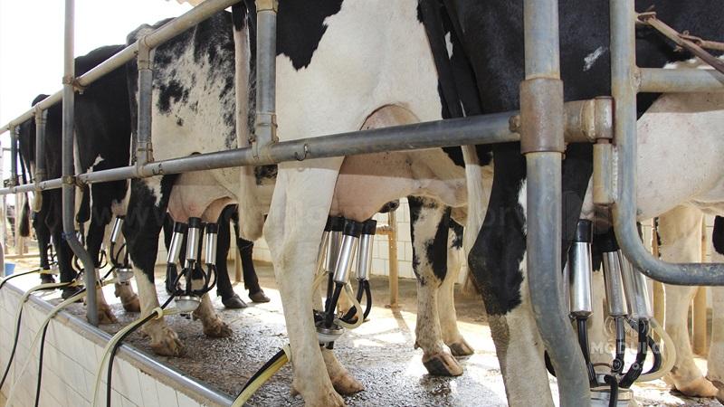 Patrocínio produziu quase 165 milhões de litros de leite...