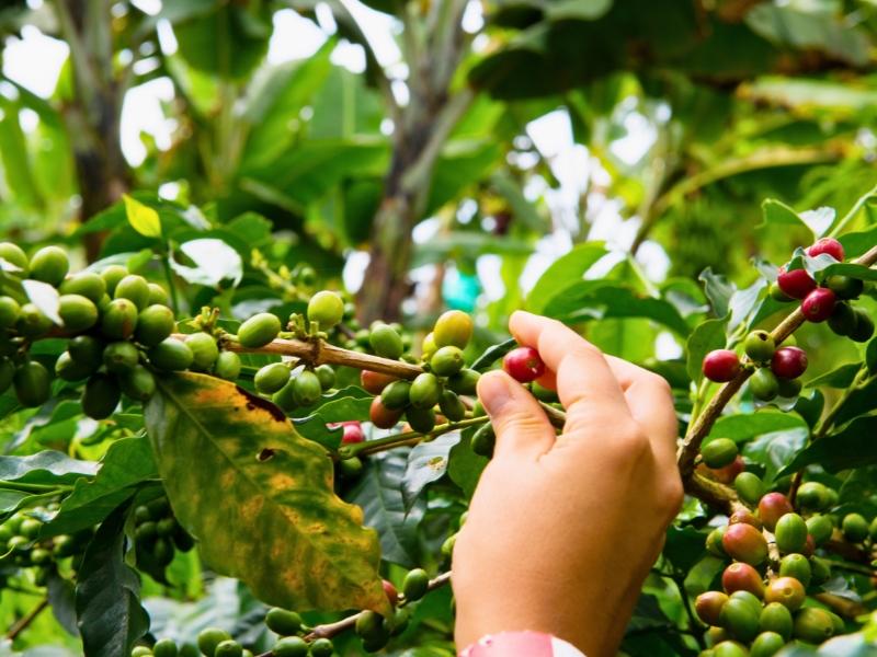 ACARPA abre inscrições para Programa Trainee 2024 com oportunidades para estudantes de Cafeicultura e Agronegócio