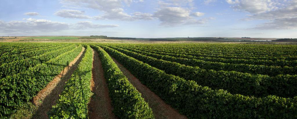 Produtores de café da Região do Cerrado Mineiro participam do Projeto IndustriAGRO