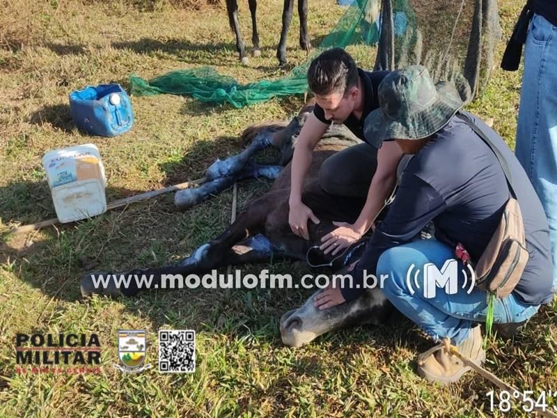 Cavalo morre após 15 dias de sofrimento em caso...