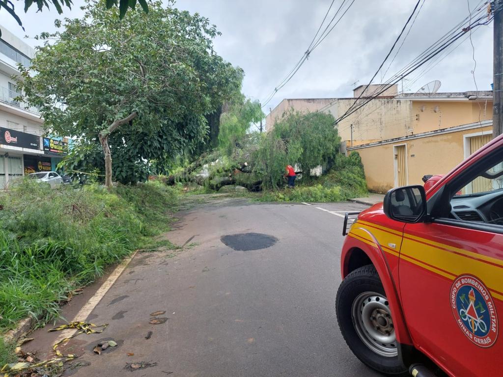Bombeiros retiram árvore de 15m de altura que caiu...