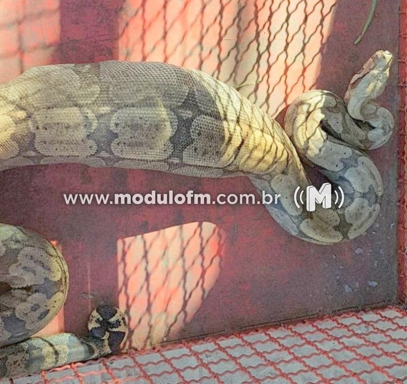 Susto: Cobra de aproximadamente 1,5 m é encontrada no...