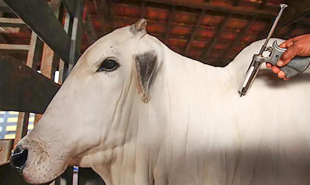 Patrocínio institui programa de vacinação contra brucelose bovina para...