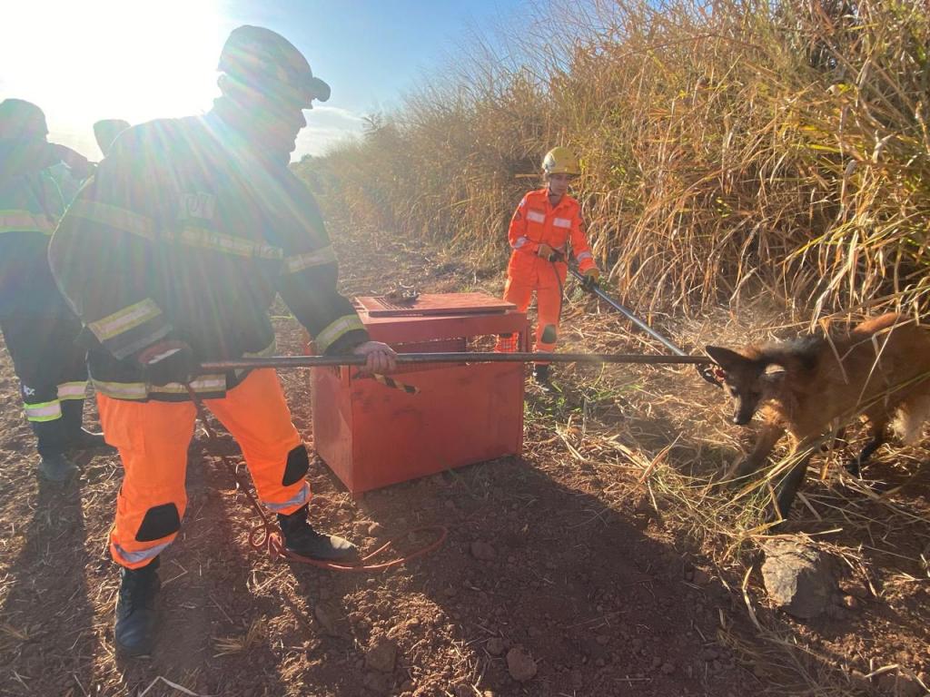 Lobo-guará debilitado é resgatado pelo Corpo de Bombeiros às...