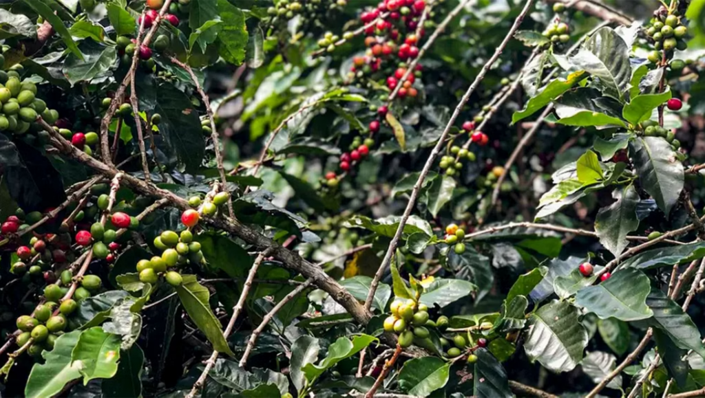 Patrocínio é apontada como base de quadrilha de roubo...