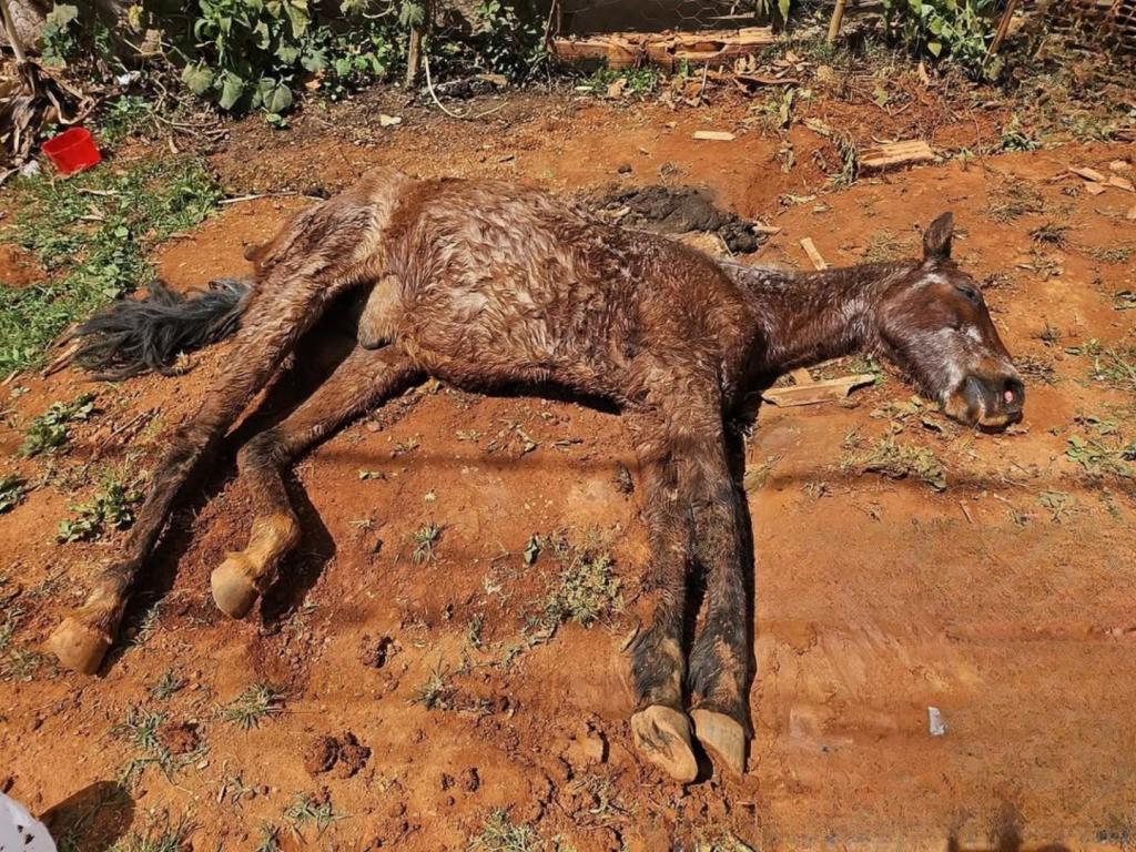 Cavalo bastante debilitado é resgatado por bombeiros e equipe...