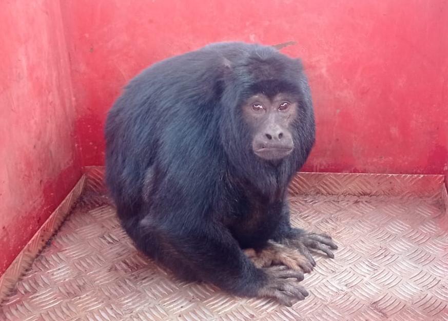 Macaco bugio ferido é resgatado pelo Corpo de Bombeiros...