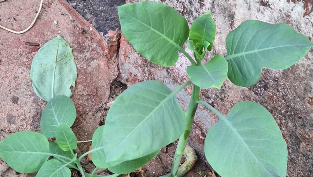 Após cinco dias internada, mulher morre em Patrocínio por...