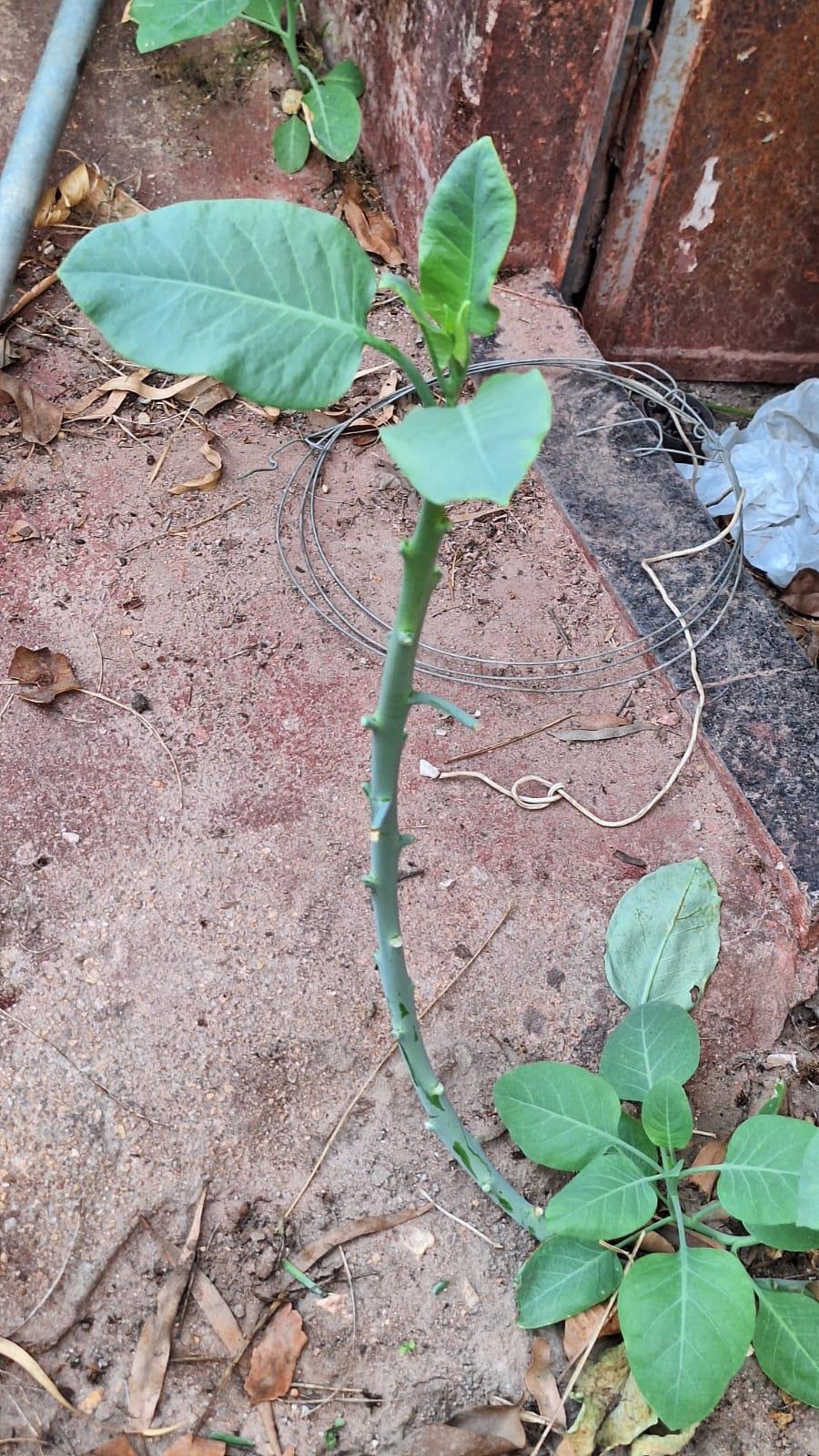 Imagem 2 do post Idoso se recupera de intoxicação com falsa couve e três vítimas seguem entubadas na UTI, diz secretária de Saúde