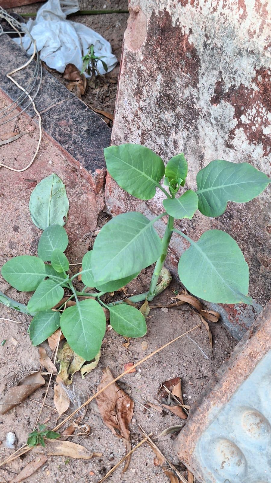 Imagem 3 do post Idoso se recupera de intoxicação com falsa couve e três vítimas seguem entubadas na UTI, diz secretária de Saúde