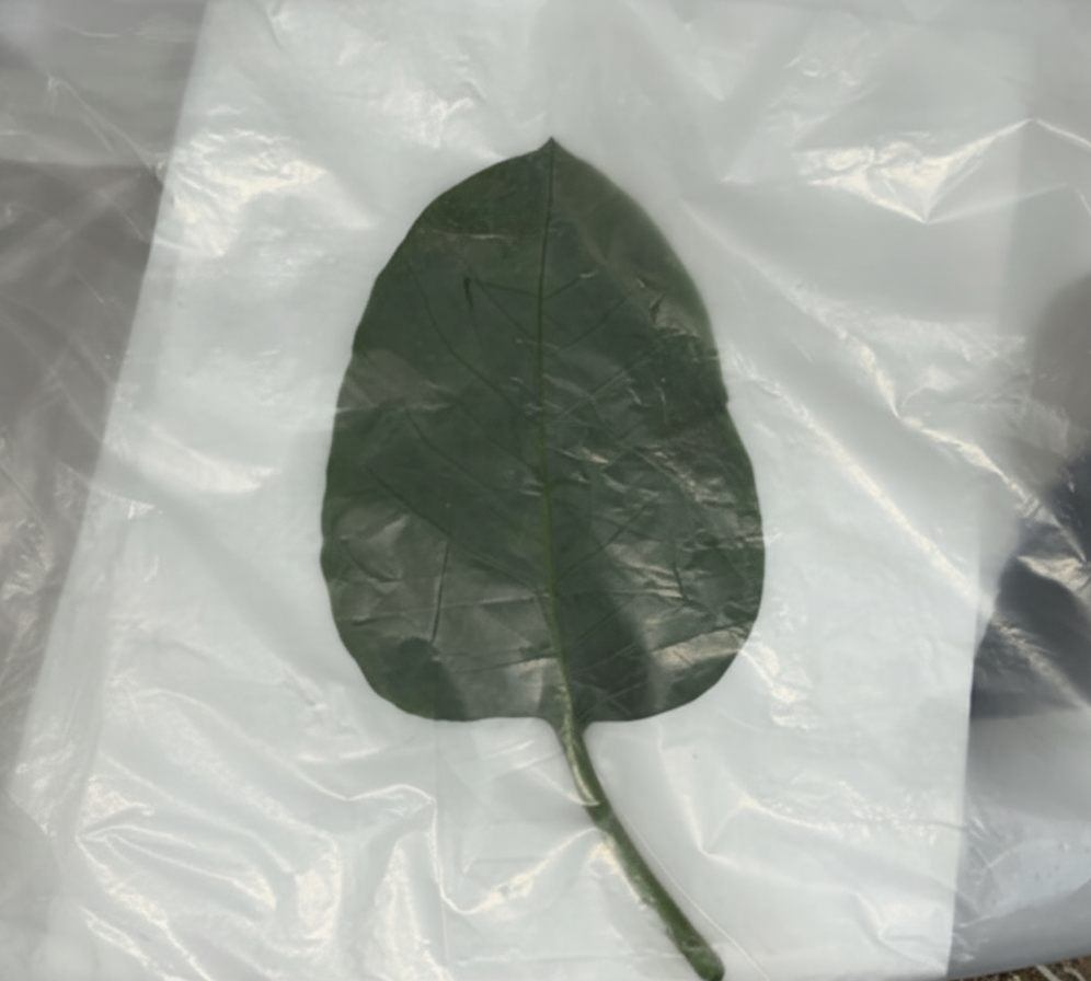 Idoso se recupera de intoxicação com falsa couve e...