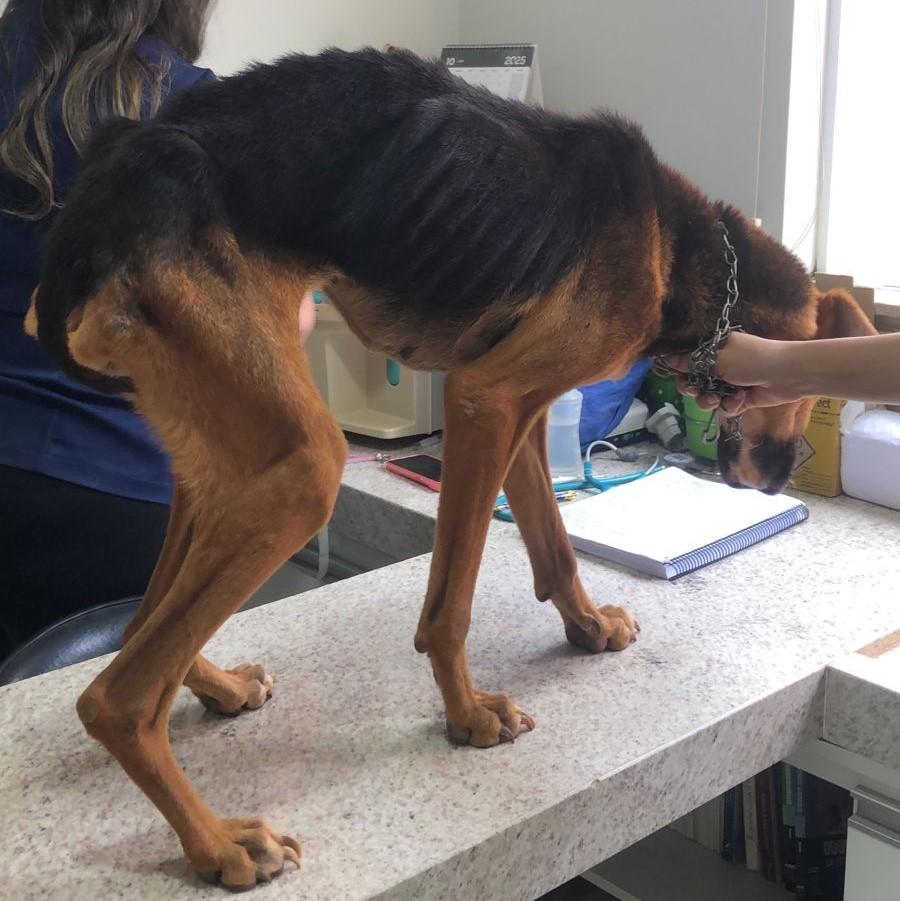 Maus-tratos de animal: cão é resgatado após meses de...