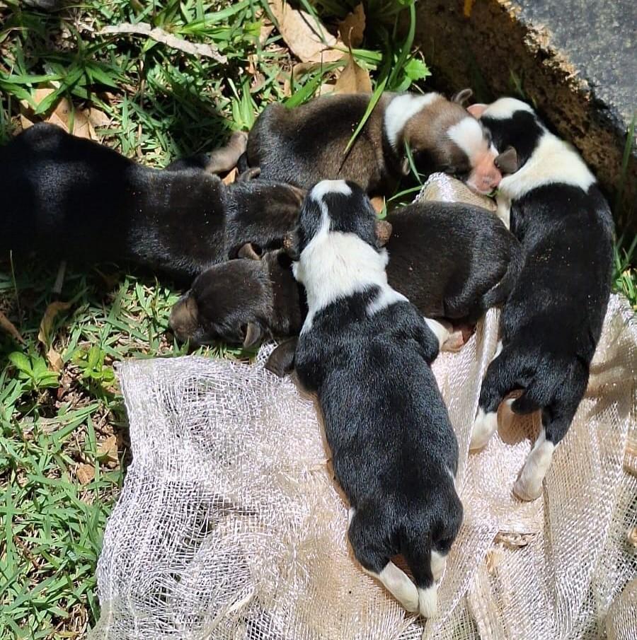 Bombeiros resgatam filhotes de cachorros em manilha na zona...