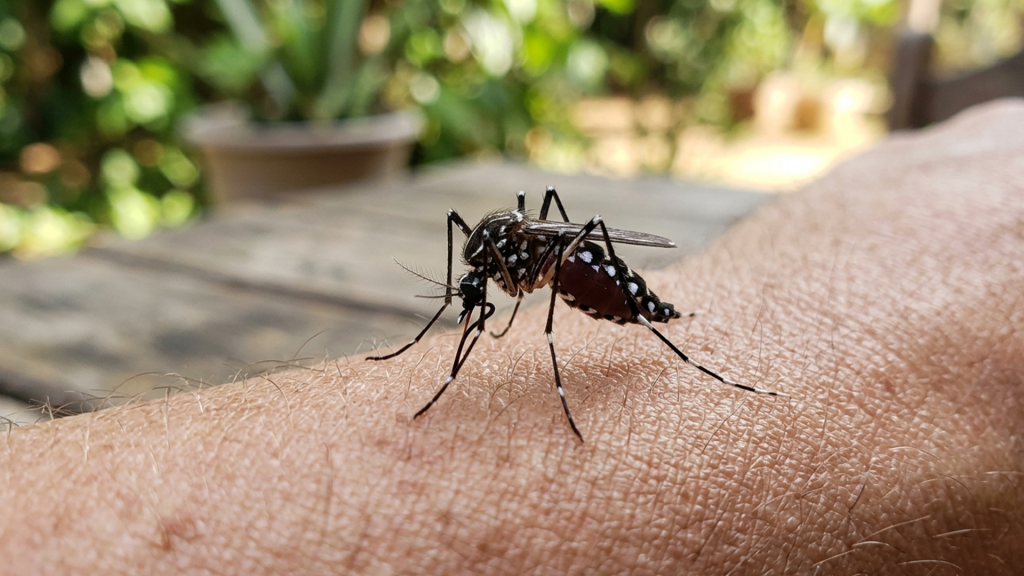Uberaba registra primeira morte por chikungunya em Minas Gerais em 2026