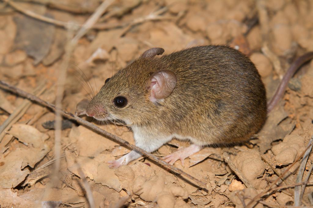Minas Gerais registra em Carmo do Paranaíba primeira morte por hantavírus em...